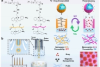 中国科学技术大学徐晓嵘教授：液滴微流控制备可编程光开关微胶囊，实现精确且定制的药物释放