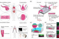 北京航空航天大学樊瑜波教授&邓小燕教授：可复制动态弯曲流-固界面的微流控器官芯片