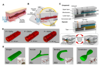 香港城市大学孙东教授&于欣格教授：基于可变形微流控通道的压力响应性人工血管