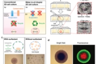 无通道油包水液滴三维细胞培养方法：克服球体尺寸限制，实现长期培养