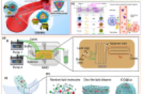 一张图读懂综述：微流控定制肿瘤治疗药物输送系统