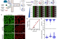 借助液滴微流控技术进行SARS-CoV-2 mRNA疫苗免疫监测研究