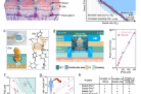 可穿戴多模态微流控芯片同时定量多种汗液指标及汗液速率