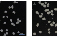 微流控技术下的口服纳米药物制备：突破口服药物治疗的新途径