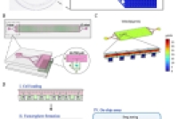 使用微流控单细胞培养阵列选择性扩增肾癌干细胞，用于抗癌药物测试