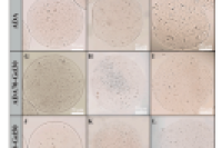 核壳微流控系统制备载药微凝胶，用于乳腺癌治疗药物的可控释放