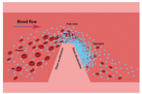 一张图读懂综述：微流控技术在动脉血栓研究中的最新进展