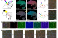 水与油的奇妙邂逅：破解结构色新奥秘