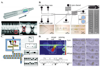 一张图读懂综述：微流控脂质仿生模型在药物筛选中的应用进展