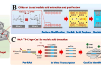 中国农业大学林建涵教授：基于壳聚糖核酸提取和RAA-T7-CRISPR/Cas13a核酸检测的离心微流控病原体快速检测平台