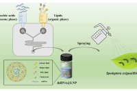 华东理工大学朱维平教授团队：基于微流控的dsRNA递送纳米平台可有效防治甜菜夜蛾