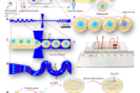 香港城市大学孙东教授团队：基于液滴微流控的线粒体高效定量转移及其在肌肉再生中的应用