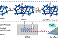 武汉大学谢敏副教授团队：用于高效、灵敏检测白色念珠菌的微流控电化学集成传感器
