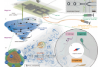 香港科技大学申亚京教授团队：涡旋湍流辅助微流控一步形成多态精子样微型游泳器