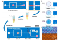 青岛生物能源与过程研究所马波团队：无标记液滴微流控平台实现微生物生长表型快速筛选