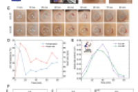 华盛顿州立大学邱开颜教授团队：用于原位汗液分析和生物标志物检测的3D打印柔性微流控健康监测仪