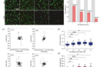 香港城市大学杨梦甦教授团队：微流控技术揭示循环肿瘤细胞在血流中的存活之谜