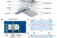 军科院军事医学研究院高志贤&周焕英等人：基于靶向触发DNA水凝胶的比色/电化学微流控生物传感器用于有机磷检测