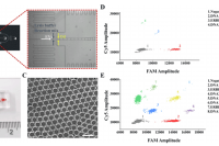 南方医科大学南方医院郑磊&上海科技大学刘一凡等人：利用液滴微流控技术同时检测单个细胞外囊泡的膜蛋白和mRNA，助力癌症早期诊断