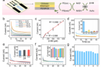 东南大学刘宏教授团队：集成离子电渗技术的可穿戴微流控电化学传感器，用于非入侵性监测汗液中的β-羟基丁酸