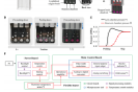 四川大学华西医院胡文闯、应斌武&华西第二医院牛晓宇：集成实时比色LAMP技术的便携式一体化微流控装置，用于HPV16和HPV18 DNA即时检测