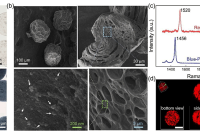 香港理工大学杨莫教授&中山大学附属第三医院胡昆鹏等人：基于SERS的液滴微流控平台，用于癌症外泌体的灵敏高通量检测