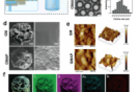 苏州大学附属第一医院陈亮&黄立新等人：水凝胶微球封装双金属纳米酶通过消耗葡萄糖和清除ROS促进糖尿病骨再生