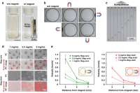 磁性微胶囊助力干细胞球体高效培养与定向分化