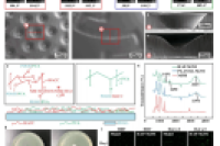 宁波诺丁汉大学李灏楠、刘子欣等人：兼具伤口渗液管理、多种感染指标监测和抗菌功能的无电池微流控Janus伤口敷料