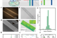 清华大学梁琼麟教授团队：微流控制备多功能各向异性水凝胶贴片，用于心肌梗死修复