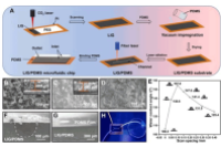 中科院合肥物质科学研究院王振洋团队：多功能激光诱导石墨烯微流控芯片，用于低浓度冷冻保护剂的卵母细胞低温保存