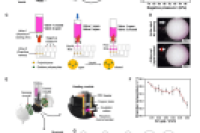 四川大学华西医院李为民教授&胡文闯教授：用于即时病毒核酸检测的密封微流体装置
