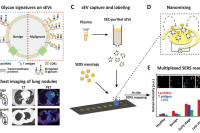 肺癌早期筛查新突破：SERS微流控生物传感器精准检测小细胞外囊泡聚糖