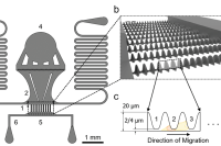 微观世界里的细胞冒险：微流体灌注培养装置追踪细胞迁移全过程