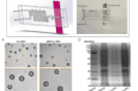 中国中医科学院杨洪军课题组：微流控芯片制备新型纳米药物，为帕金森病治疗带来新希望