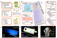 大连理工大学吴梦希教授、刘军山研究员等人：用于现场识别转基因作物的即时检测平台