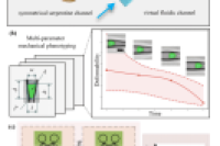东南大学项楠教授课题组：利用微流控形变流式细胞仪进行多参数机械表征实现精准细胞识别