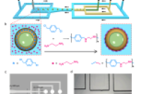 四川大学褚良银教授&巨晓洁教授：微流控制备单分散气芯微胶囊