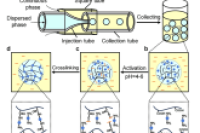 四川大学巨晓洁教授&褚良银教授团队：微流控制备具有优异生物相容性和可调理化特性的单分散透明质酸微球