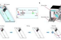 沈阳农大许童羽教授&王敬依等人：基于多功能阀和重组酶聚合酶扩增的集成微流控生物传感系统，用于快速、灵敏检测鼠伤寒沙门氏菌