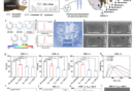 中南大学陈泽宇教授、陈翔教授团队：微流控声空化芯片精准调控脂质体药物尺寸，实现选择性药代动力学和药效学