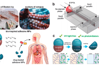 清华大学徐建鸿教授团队：基于离子聚合的微流控技术合成形态可调仿生粘附水凝胶微粒