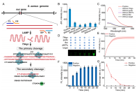 天津科技大学马龙教授等人：由TtAg驱动的离心微流控芯片生物传感器，用于食源性细菌病原体的快速、高灵敏度和多重分子诊断