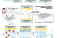 新型双孔纳米膜微流控芯片与LRET技术联用：开辟无需PCR的SARS-CoV-2 RNA检测新路径