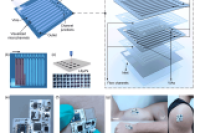 中科院半导体所王丽丽团队：无串扰双模式汗液传感系统通过结构反射率变化直观定量汗液损失