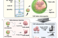 水凝胶微囊封装技术：解锁间充质干细胞在再生医学中的新潜能