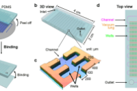 用于检测新兴病毒的自供电数字LAMP微流控芯片(SP-dChip)