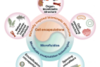 一图读懂综述：基于微流控的仿生细胞封装