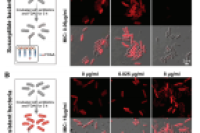 厦门大学嘉庚创新实验室张惠敏团队：代谢标记与数字微流控单细菌测序相结合，实现抗生素耐药性精准分析