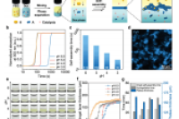 华东理工大学王义明研究员团队：水-水界面处分子水凝胶的微流控辅助自组装，以连续制备超分子微胶囊